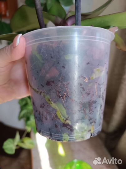 Орхидея фаленопсис биг лип