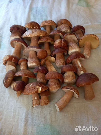 Белые грибы свежие