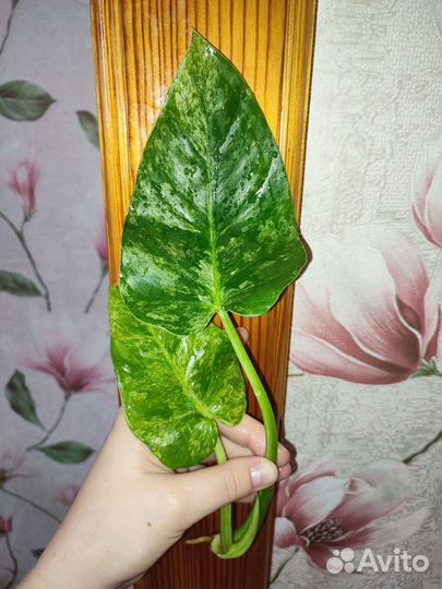 Филодендрон