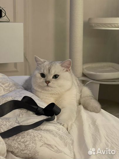 Вязка кот британская шиншилла