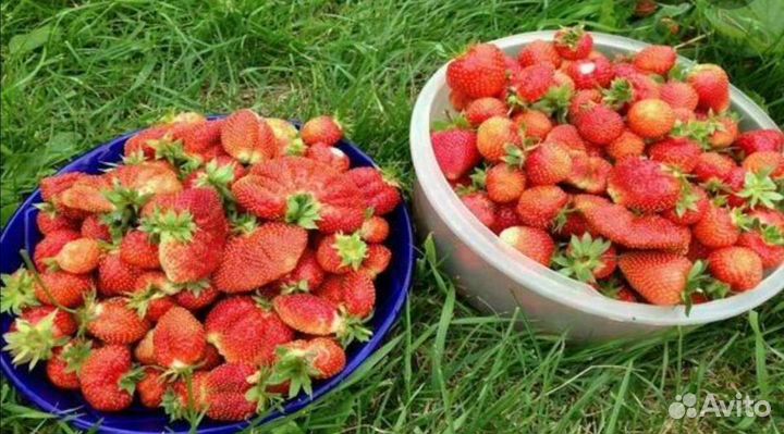 Рассада клубники сорт чамора туруси, априка итд