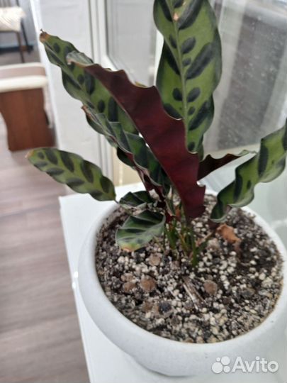 Калатея лансифолия