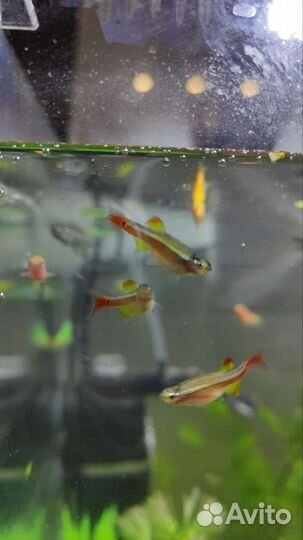 Водорослеед GLO, кардиналы, данио, растение