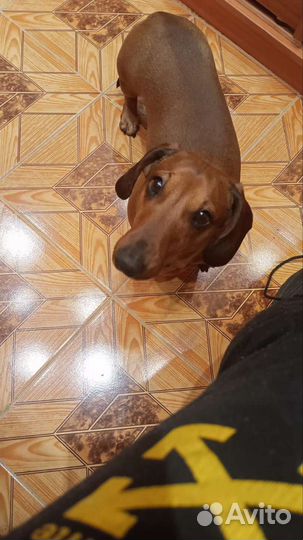 Кроличья такса. Вязка. Кобель