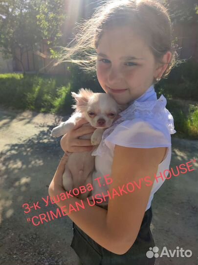 Щенки чихуахуа мини