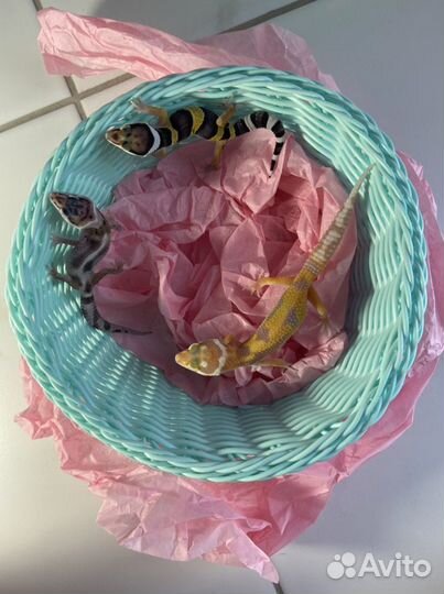 Геккон эублефар