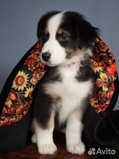 Щенки аусси, австралийская овчарка