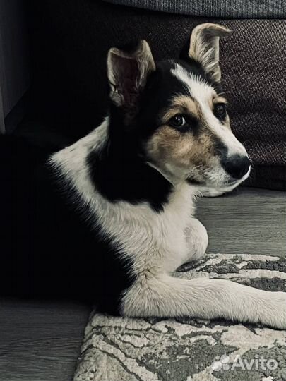 Собака в добрые руки