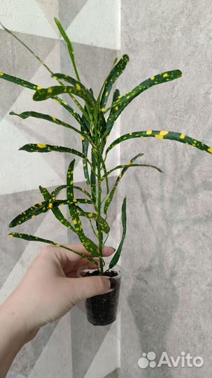 Кротон сингониум филодендрон аглаонема