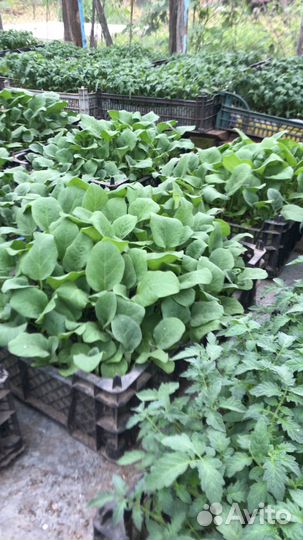 Рассада с доставкой