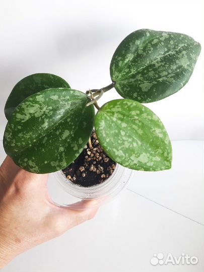 Хойи разные