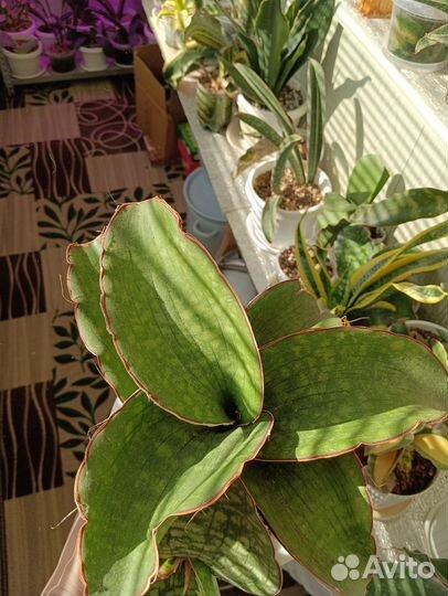 Сансевиерия дракон вингс