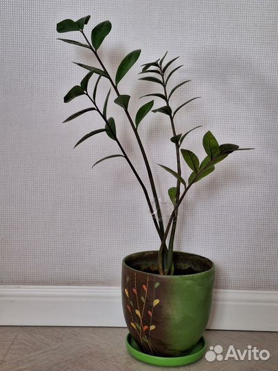 Комнатные цветы Замиокулькас