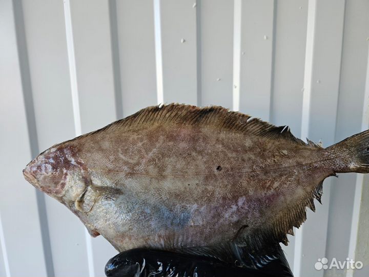 Морская рыба и морепродукты