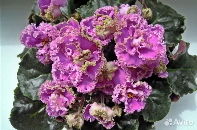 Детки сортовых фиалок