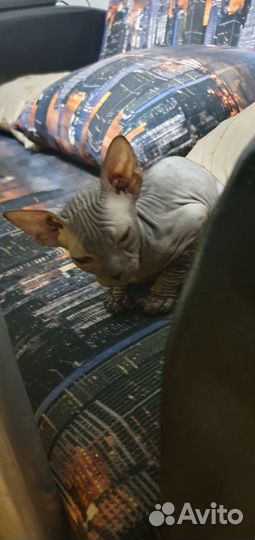 Донской сфинкс