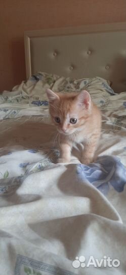 Домашние животные котята