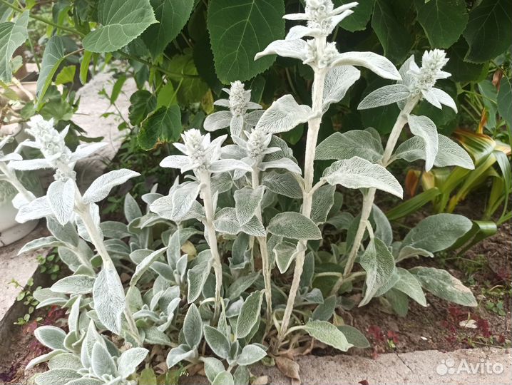 Рассада, саженцы многолетников