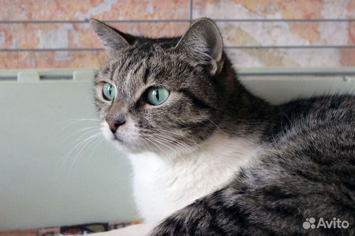 Зеленоглазая Кошка Грейс