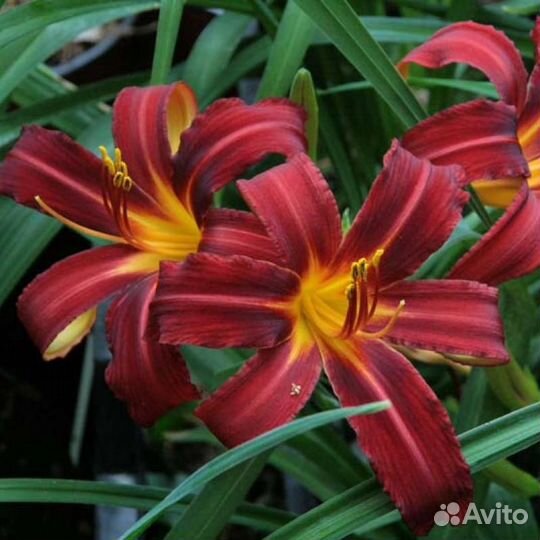 Лилейники сортовые