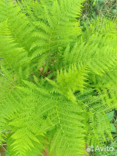 Папоротник садовый