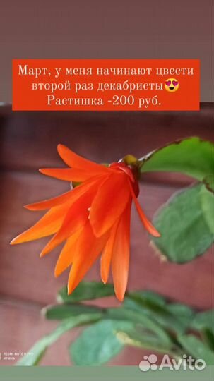 Комнатные растения цветы