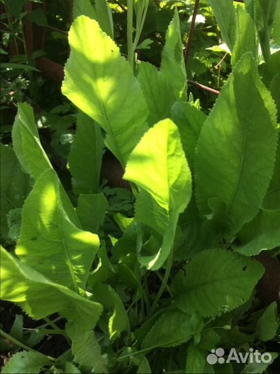 Продаю Любисток, Тархун, Мелиссу, Мяту и др