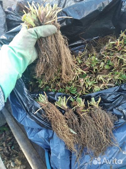 Рассада клубники фриго