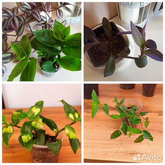 Традесканции сортовые