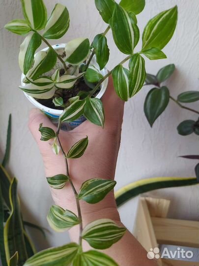 Традесканция жёлтый холм и зебрина