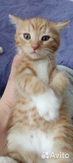 Рыжие котята в добрые руки
