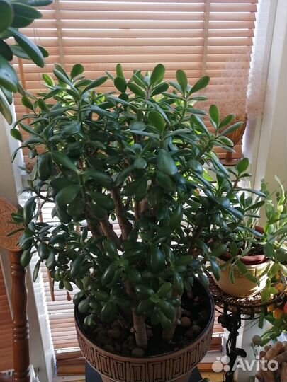 Комнатные растения цветы