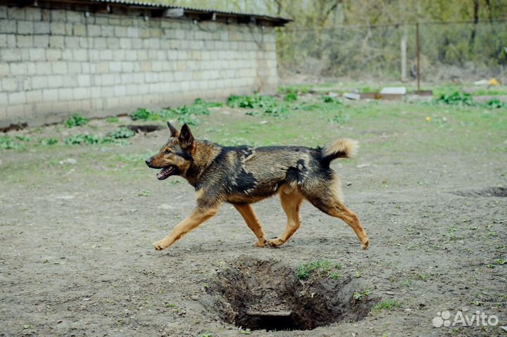 Дюк ищет хозяина)