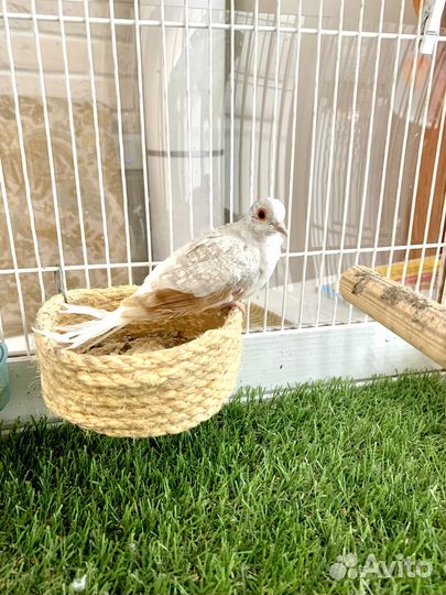 Бриллиантовая горлица, птенцы, клетка для птиц