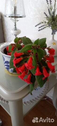 Колерия,фуксия белая