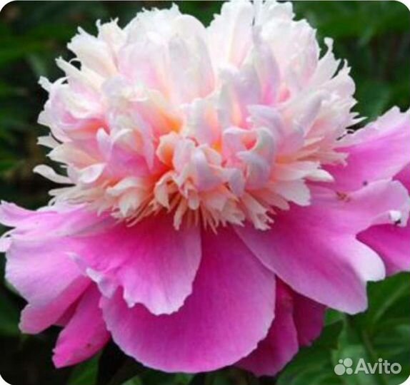 Пионы саженцы