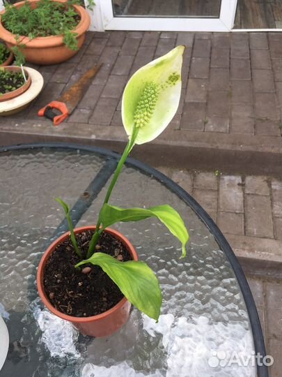 Спатефиллум цветок комнатный