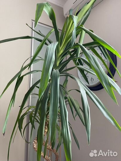 Комнатный цветок Юкка гигантская. Высота 2,5 м