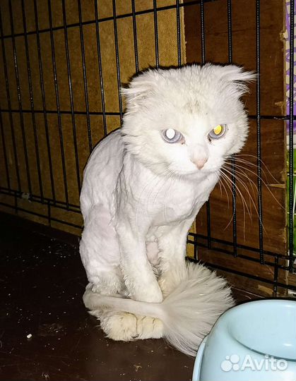 Кот в добрые руки вислоухий