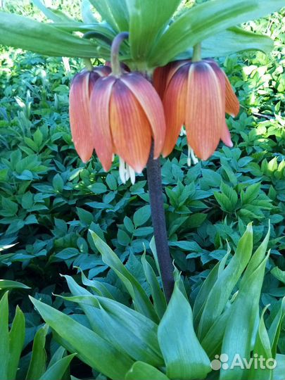 Рябчик императорский