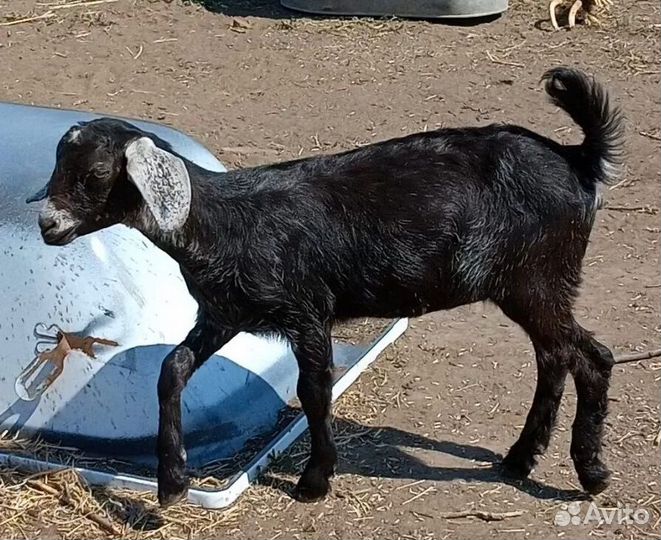 Козлы и козочки