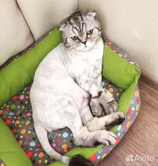 Стрижка кошек и собак