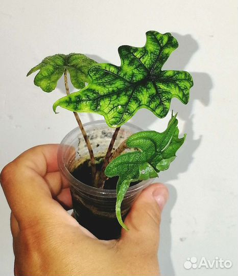 Детки алоказий