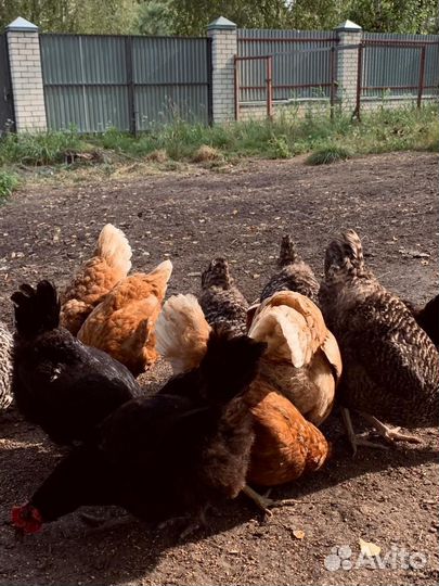 Домашние куриные яйца