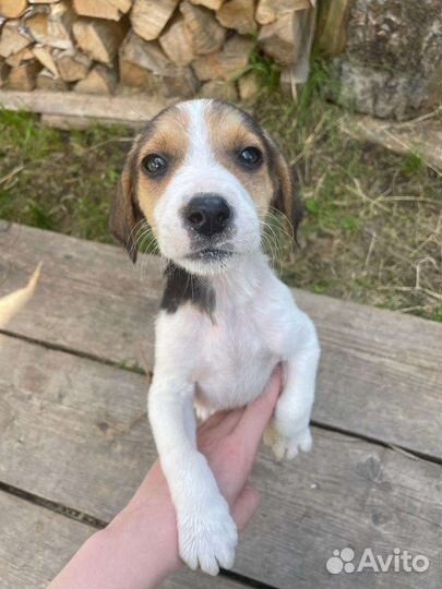 Щенки русской пегой гончей