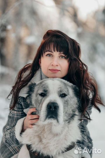 Алабай ищет даму сердца