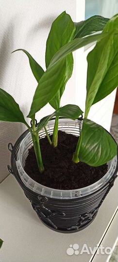 Спацифилум