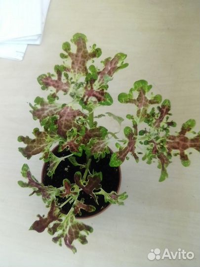 Колеусы, стрептокарпусы, оксалис, гуэрния