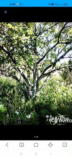 Участок 24 сот. (СНТ, ДНП)