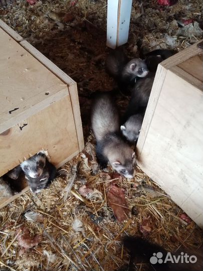 Домашний хорек